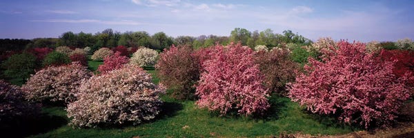 Apple Trees: Crab Apple Trees In An Orchard, Morton Arboretum, Lisle, Illinois, USA by Panoramic Images