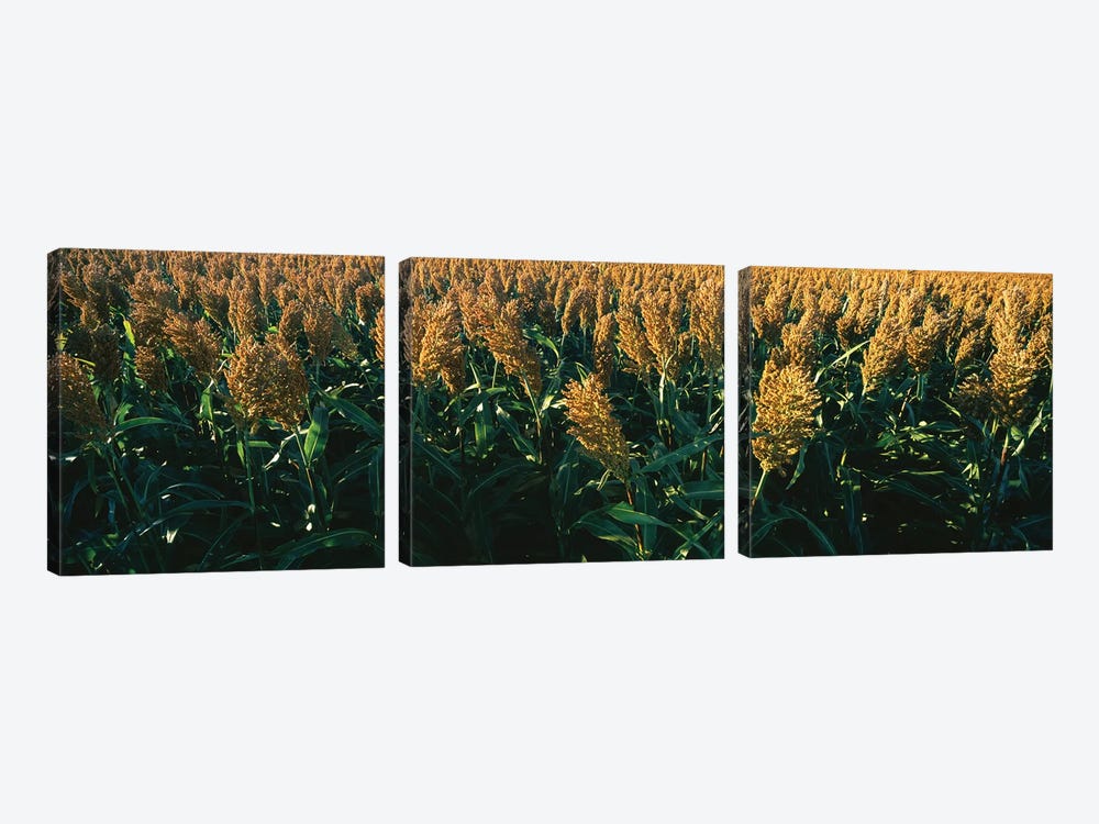 Crop In The Field, Kansas, USA by Panoramic Images 3-piece Art Print