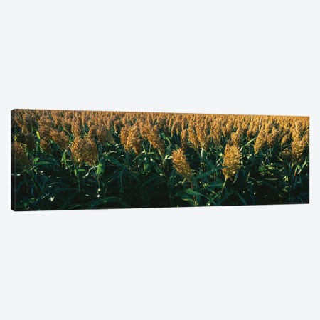 Crop In The Field, Kansas, USA Canvas Print #PIM14603} by Panoramic Images Art Print