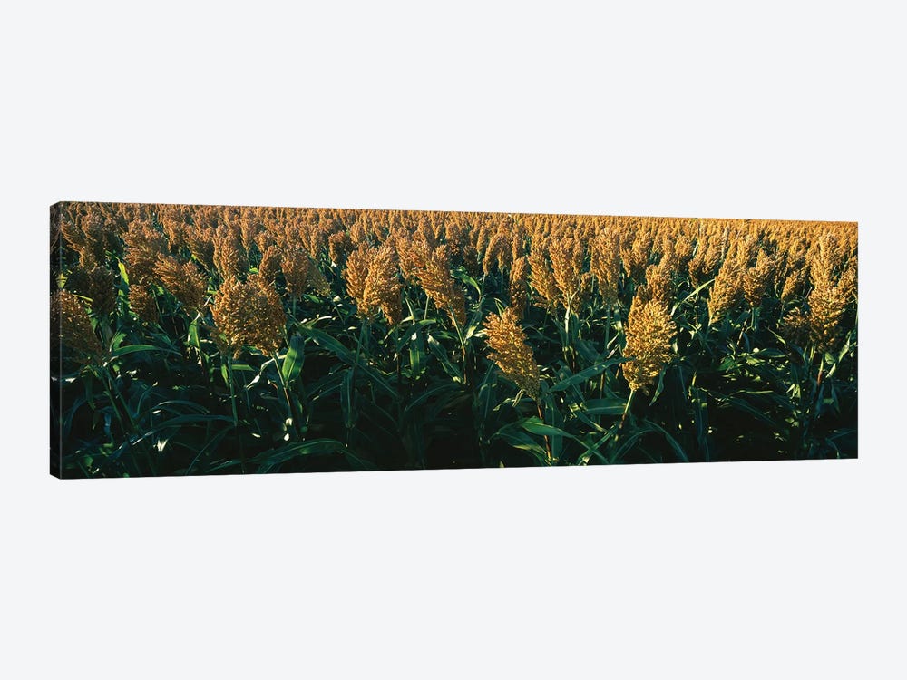 Crop In The Field, Kansas, USA by Panoramic Images 1-piece Canvas Print