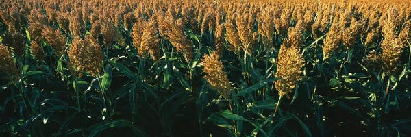 Crop In The Field, Kansas, USA