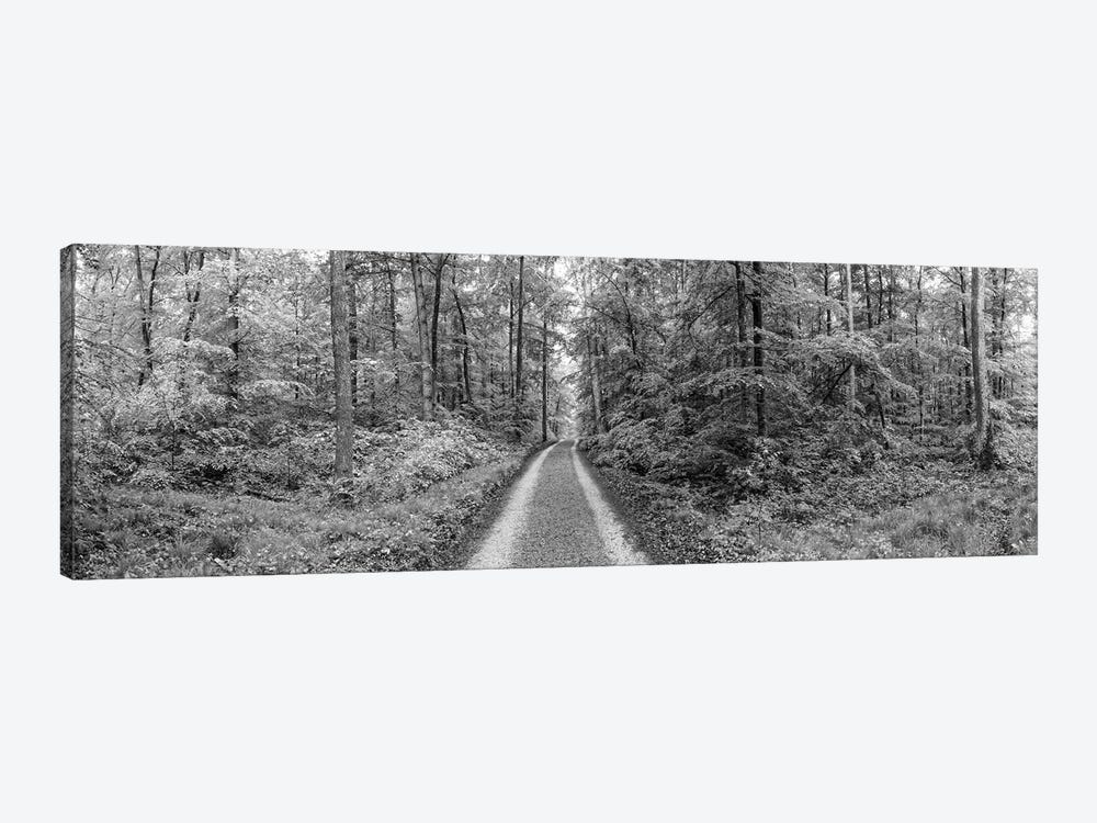 Dirt Road Passing Through A Forest, Baden-Württemberg, Germany 1-piece Art Print