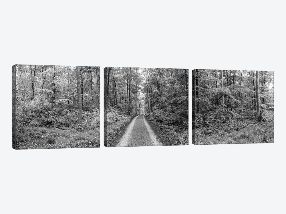 Dirt Road Passing Through A Forest, Baden-Württemberg, Germany 3-piece Canvas Print