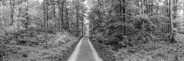 Dirt Road Passing Through A Forest, Baden-Württemberg, Germany