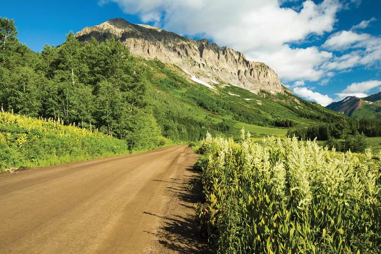 Dirt Road Passing Through A Forest, Crested Butte, Colorado, USA