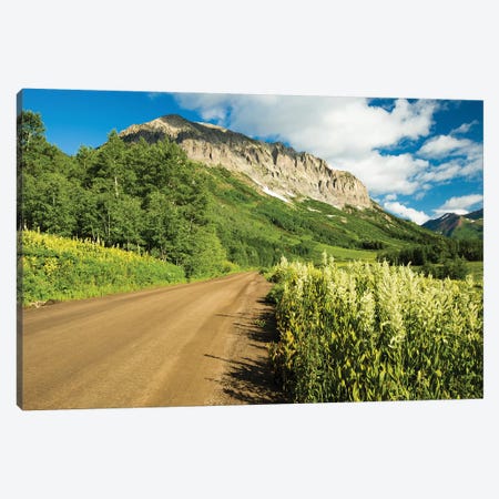Dirt Road Passing Through A Forest, Crested Butte, Colorado, USA Canvas Print #PIM14622} by Panoramic Images Canvas Print