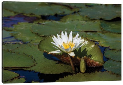 Elevated View Of Water Lily In A Pond, Florida, USA Canvas Art Print