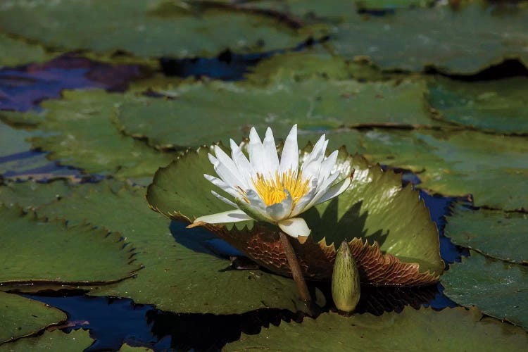 Elevated View Of Water Lily In A Pond, Florida, USA