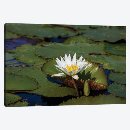 Elevated View Of Water Lily In A Pond, Florida, USA Canvas Print #PIM14631} by Panoramic Images Canvas Art