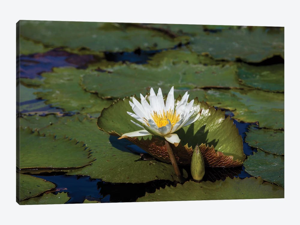 Elevated View Of Water Lily In A Pond, Florida, USA by Panoramic Images 1-piece Canvas Artwork