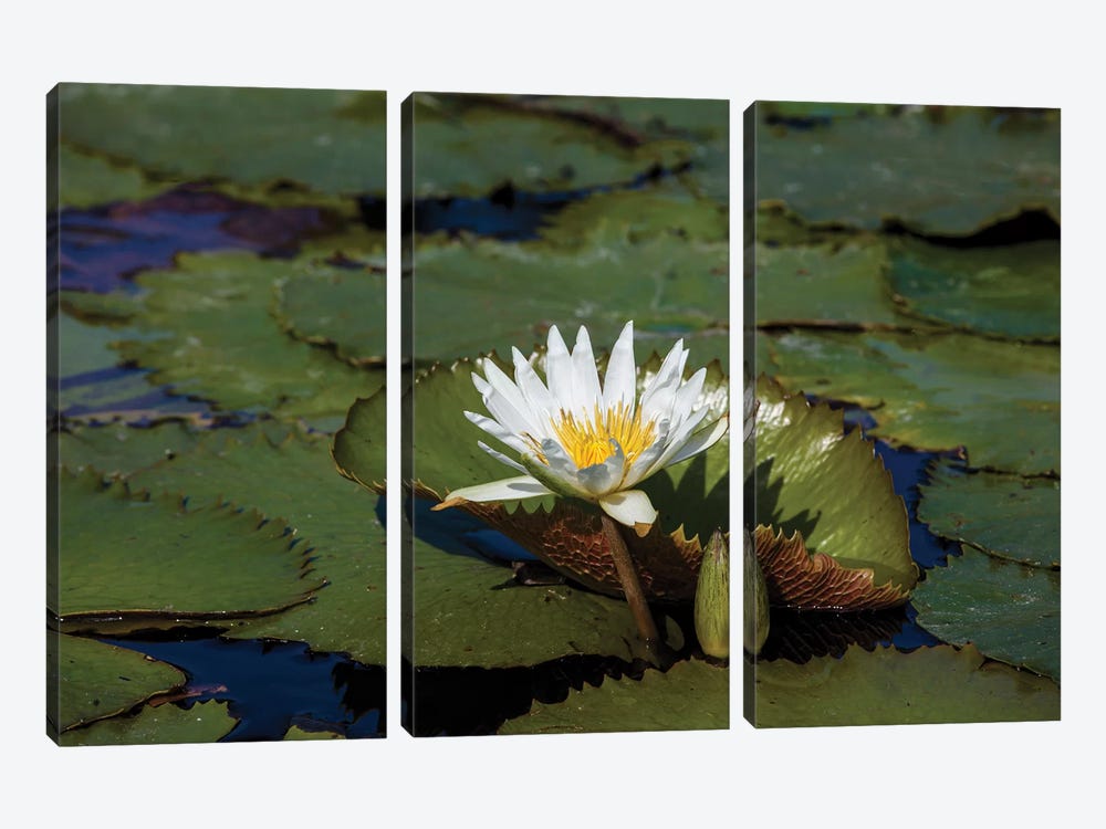 Elevated View Of Water Lily In A Pond, Florida, USA by Panoramic Images 3-piece Canvas Artwork