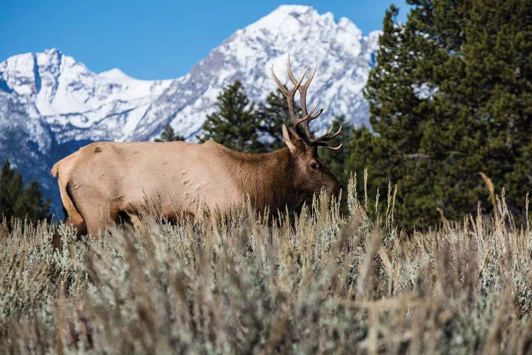 Elk In Field With Mountain Range In The Background, Teton Range, Grand Teton National Park, Wyoming, USA