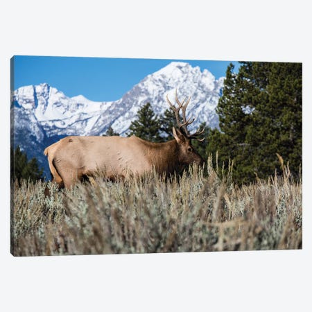 Elk In Field With Mountain Range In The Background, Teton Range, Grand Teton National Park, Wyoming, USA Canvas Print #PIM14632} by Panoramic Images Canvas Art