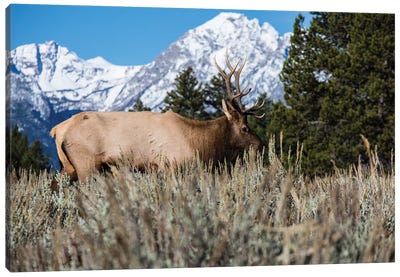 Elk In Field With Mountain Range In The Background, Teton Range, Grand Teton National Park, Wyoming, USA Canvas Art Print - Grand Teton Art