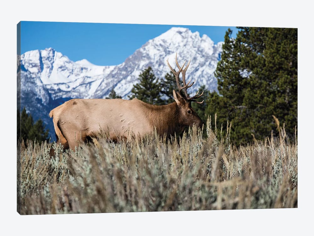 Elk In Field With Mountain Range In The Background, Teton Range, Grand Teton National Park, Wyoming, USA by Panoramic Images 1-piece Canvas Print