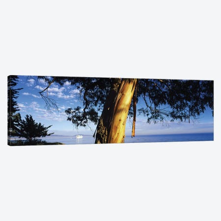 Eucalyptus Tree, Santa Barbara Harbor, California, USA Canvas Print #PIM14635} by Panoramic Images Canvas Art Print