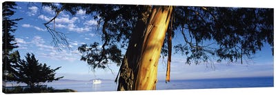 Eucalyptus Tree, Santa Barbara Harbor, California, USA Canvas Art Print