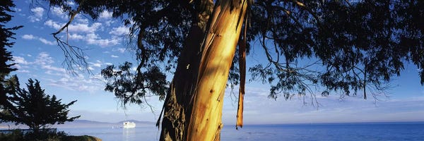 Santa Barbara: Eucalyptus Tree, Santa Barbara Harbor, California, USA by Panoramic Images