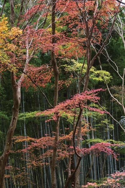 Fall Foliage At Ginkaku-Ji Temple, Kyoti Prefecture, Japan