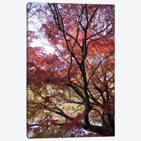 Fall Foliage At Ryoan-Ji Temple, Kyoti Prefecture, Japan Canvas Print #PIM14640} by Panoramic Images Canvas Art Print