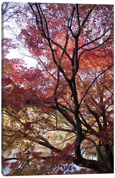 Fall Foliage At Ryoan-Ji Temple, Kyoti Prefecture, Japan Canvas Art Print - Kyoto