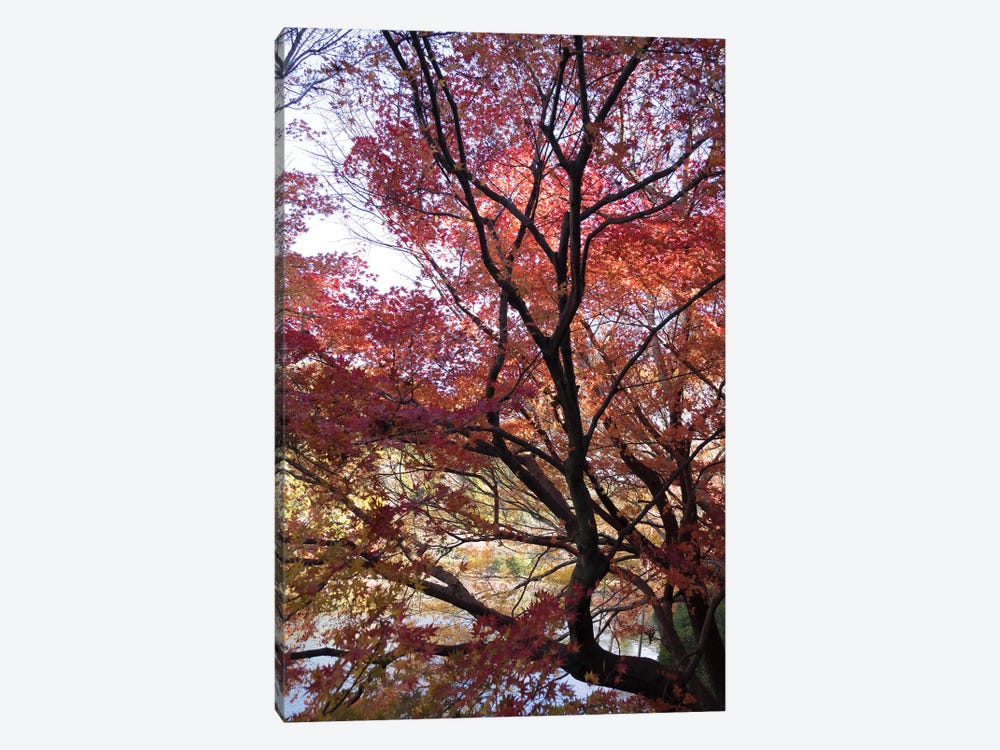 Fall Foliage At Ryoan-Ji Temple, Kyoti Prefecture, Japan by Panoramic Images 1-piece Canvas Wall Art
