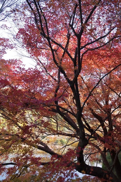 Kyoto: Fall Foliage At Ryoan-Ji Temple, Kyoti Prefecture, Japan by Panoramic Images