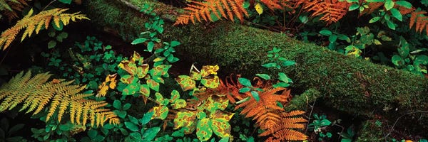 Tropical Leaves: Fall Foliage In A Forest, Adirondack Mountains, Franklin County, New York State, USA I by Panoramic Images