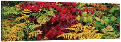 Fall Foliage In A Forest, Adirondack Mountains, Franklin County, New York State, USA II Canvas Art Print - Fern Art
