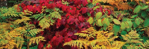 Ferns: Fall Foliage In A Forest, Adirondack Mountains, Franklin County, New York State, USA II by Panoramic Images