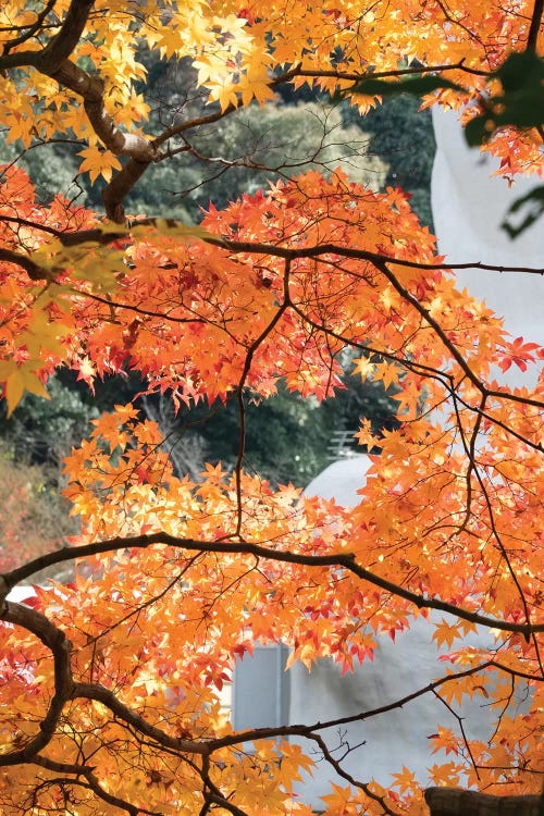 Fall Leaves On Maple Tree At Kodaiji Temple, Kyoti Prefecture, Japan