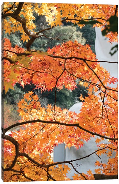 Fall Leaves On Maple Tree At Kodaiji Temple, Kyoti Prefecture, Japan Canvas Art Print - Maple Tree Art