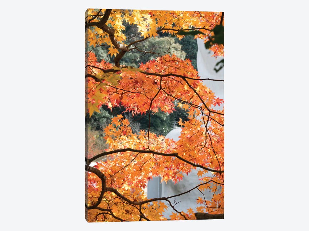 Fall Leaves On Maple Tree At Kodaiji Temple, Kyoti Prefecture, Japan by Panoramic Images 1-piece Canvas Print
