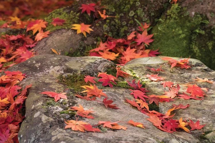 Fallen Autumnal Leaves On Rock, Kodaiji Temple, Kyoti Prefecture, Japan