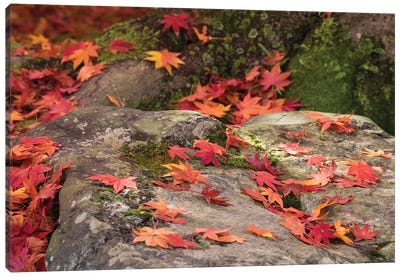 Fallen Autumnal Leaves On Rock, Kodaiji Temple, Kyoti Prefecture, Japan Canvas Art Print - Kyoto