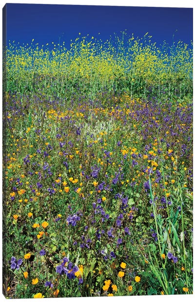 Field Of California Poppies And Canterbury Bells Wildflowers, Diamond Valley Lake, California, USA I Canvas Art Print - Garden & Floral Landscape Art