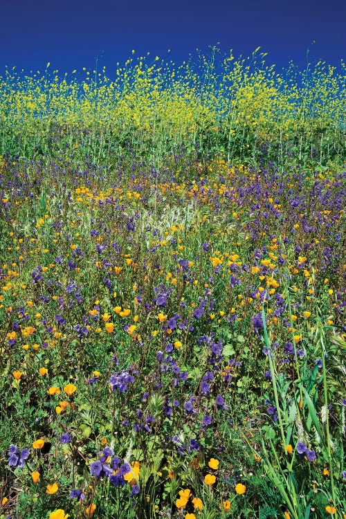 Field Of California Poppies And Canterbury Bells Wildflowers, Diamond Valley Lake, California, USA I