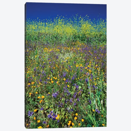 Field Of California Poppies And Canterbury Bells Wildflowers, Diamond Valley Lake, California, USA I Canvas Print #PIM14651} by Panoramic Images Canvas Wall Art