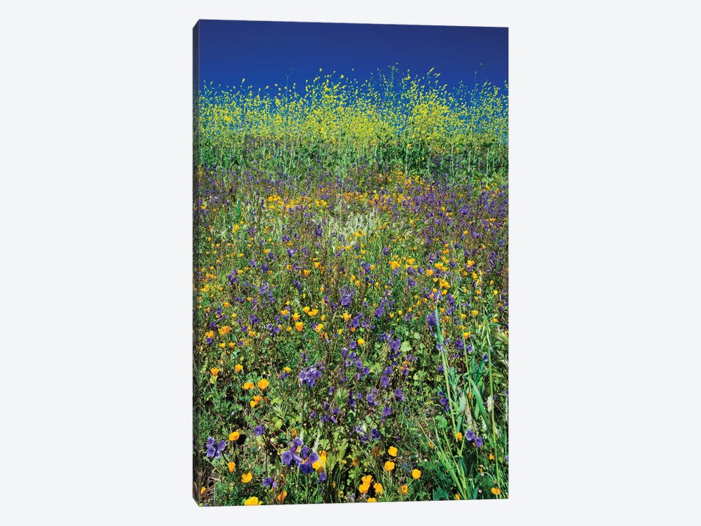 Field Of California Poppies And Canterbury Bells Wildflowers, Diamond Valley Lake, California, USA I by Panoramic Images 1-piece Canvas Art