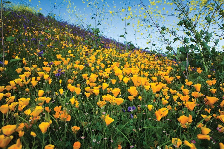 Field Of California Poppies And Canterbury Bells Wildflowers, Diamond Valley Lake, California, USA II