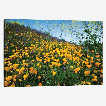 Field Of California Poppies And Canterbury Bells Wildflowers, Diamond Valley Lake, California, USA II Canvas Print #PIM14652} by Panoramic Images Canvas Art