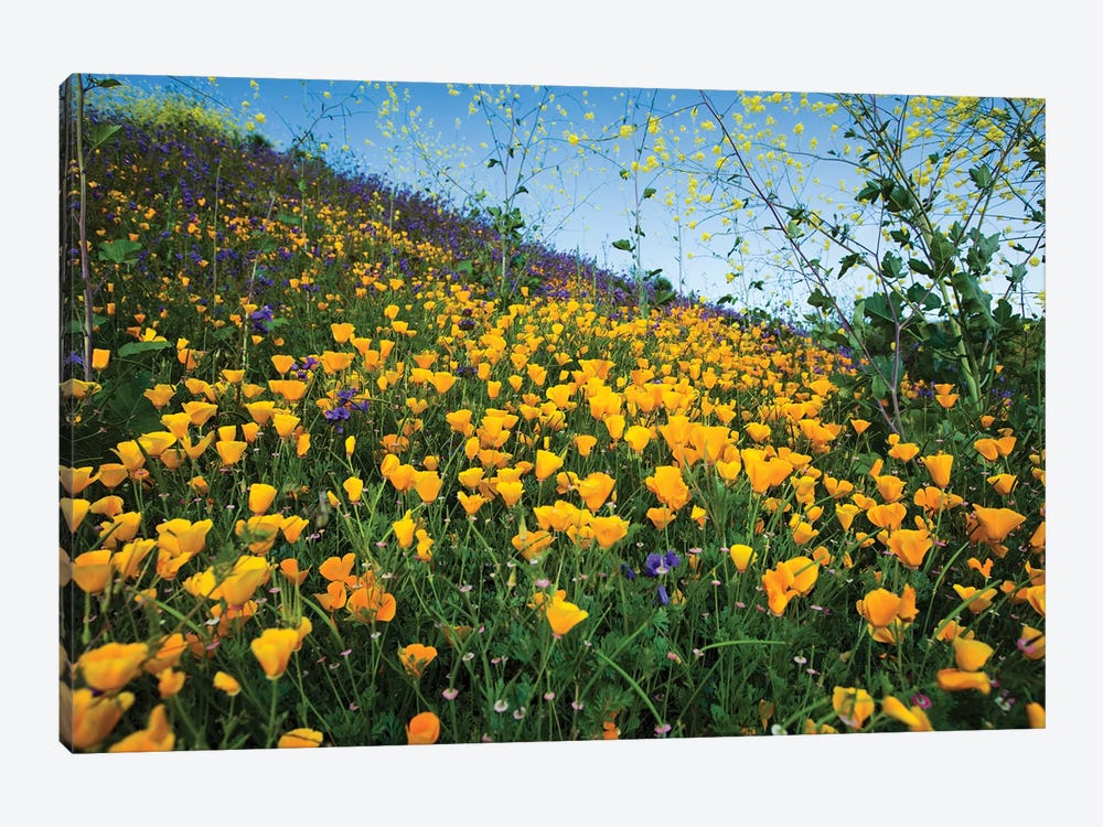 Field Of California Poppies And Canterbury Bells Wildflowers, Diamond Valley Lake, California, USA II 1-piece Art Print
