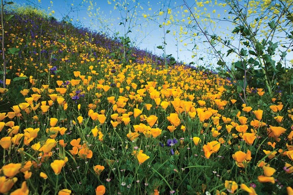 Field Of California Poppies, II Canterbury Bells Wildflowers, Diamond Valley Lake, California, USA