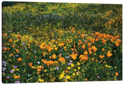 Field Of California Poppies And Canterbury Bells Wildflowers, Diamond Valley Lake, California, USA III Canvas Art Print - Garden & Floral Landscape Art
