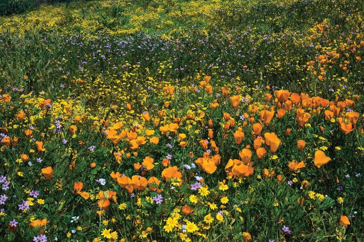 Field Of California Poppies And Canterbury Bells Wildflowers, Diamond Valley Lake, California, USA III