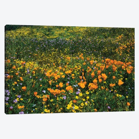 Field Of California Poppies And Canterbury Bells Wildflowers, Diamond Valley Lake, California, USA III Canvas Print #PIM14653} by Panoramic Images Canvas Wall Art