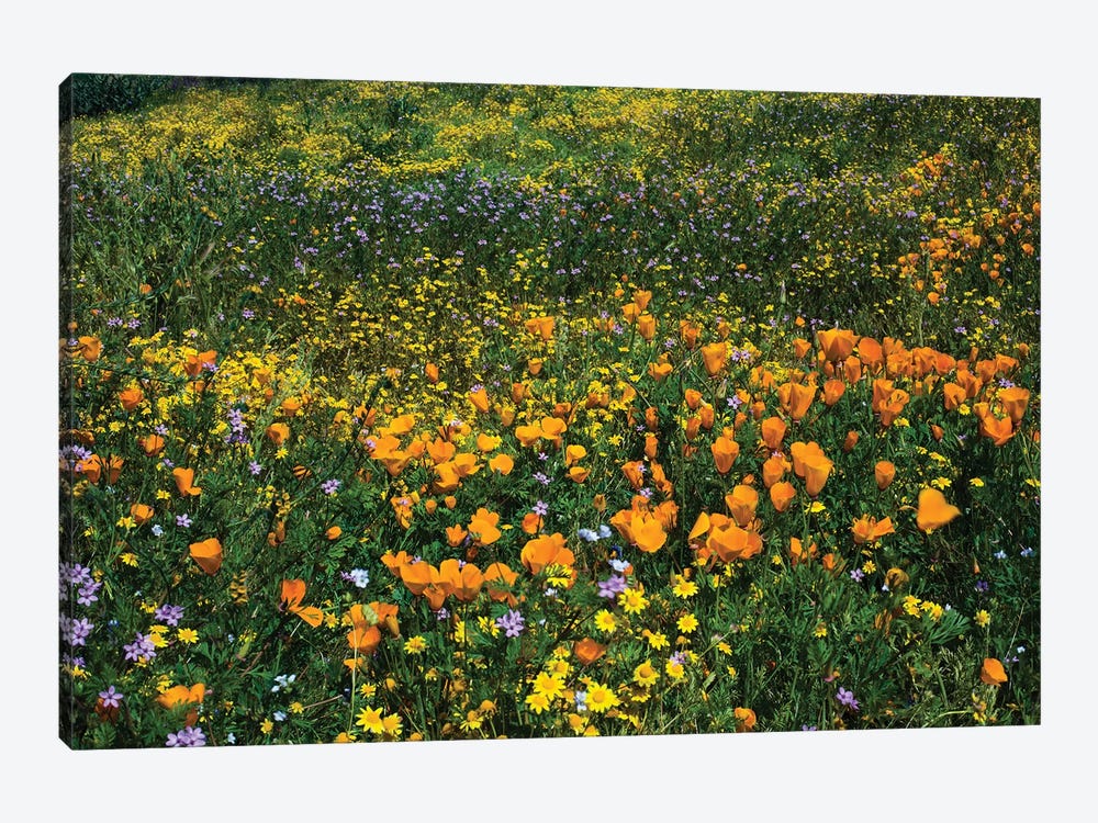 Field Of California Poppies And Canterbury Bells Wildflowers, Diamond Valley Lake, California, USA III by Panoramic Images 1-piece Canvas Artwork