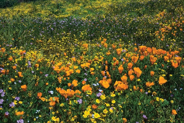Field Of California Poppies, III Canterbury Bells Wildflowers, Diamond Valley Lake, California, USA