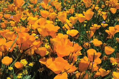 Field Of California Poppies And Canterbury Bells Wildflowers, Diamond Valley Lake, California, USA IV by Panoramic Images gallery poster