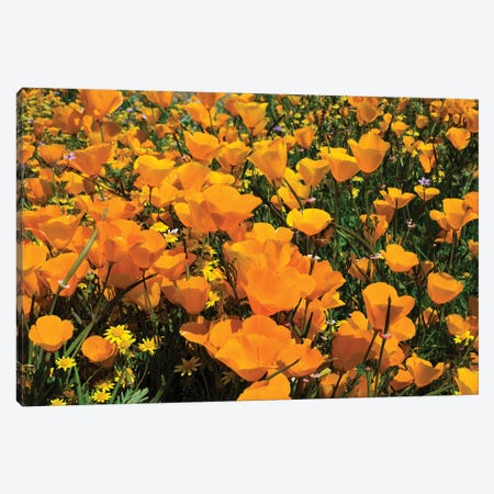 Field Of California Poppies And Canterbury Bells Wildflowers, Diamond Valley Lake, California, USA IV Canvas Print #PIM14654} by Panoramic Images Canvas Print